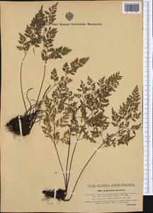 Asplenium cuneifolium subsp. cuneifolium, Western Europe (EUR) (Hungary)