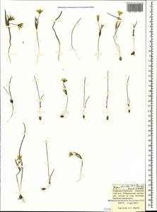 Gagea pusilla (F.W.Schmidt) Sweet, Caucasus, Stavropol Krai, Karachay-Cherkessia & Kabardino-Balkaria (K1b) (Russia)