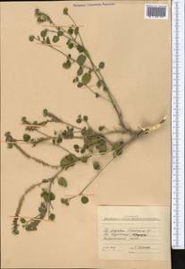 Heliotropium, Middle Asia, Pamir & Pamiro-Alai (M2) (Kyrgyzstan)