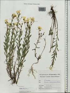 Linum flavum L., Eastern Europe, Central forest-and-steppe region (E6) (Russia)