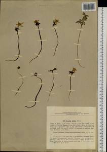 Eranthis stellata Maxim., Siberia, Russian Far East (S6) (Russia)