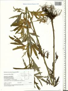 Artemisia dubia Wall. ex Besser, Eastern Europe, Central region (E4) (Russia)