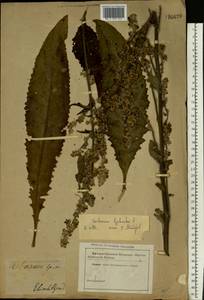 Verbascum lychnitis L., Eastern Europe, South Ukrainian region (E12) (Ukraine)