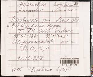 Anomodontella longifolia (Schleich. ex Brid.) Ignatov & Fedosov, Bryophytes, Bryophytes - Moscow City & Moscow Oblast (B6a) (Russia)