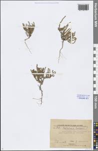 Salicornia europaea (Moss) Lambinon & Vanderp., Eastern Europe, Lower Volga region (E9) (Russia)