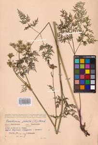 Thysselinum palustre (L.) Hoffm., Eastern Europe, Western region (E3) (Russia)