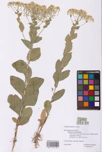 Lepidium draba L., Eastern Europe, Central forest-and-steppe region (E6) (Russia)