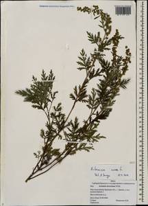 Artemisia annua L., Eastern Europe, Western region (E3) (Russia)