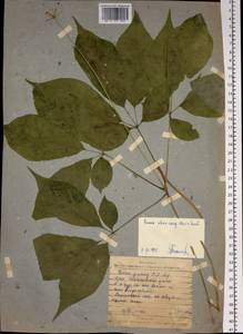 Panax ginseng C. A. Mey., Siberia, Russian Far East (S6) (Russia)