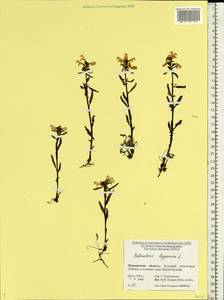 Pedicularis lapponica L., Eastern Europe, Northern region (E1) (Russia)