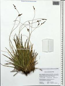 Carex ericetorum Pollich, Siberia, Baikal & Transbaikal region (S4) (Russia)