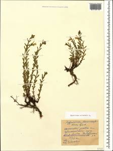 Hypericum orientale L., Caucasus, Stavropol Krai, Karachay-Cherkessia & Kabardino-Balkaria (K1b) (Russia)