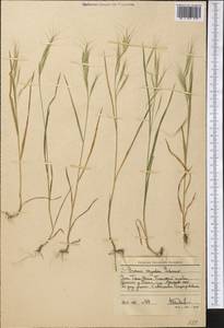 Bromus oxyodon Schrenk, Middle Asia, Western Tian Shan & Karatau (M3) (Uzbekistan)