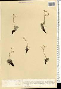 Potentilla sericea L., Mongolia (MONG) (Mongolia)