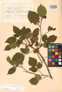 Rubus hirtus Waldst. & Kit., Eastern Europe, West Ukrainian region (E13) (Ukraine)