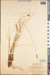 Carex diandra Schrank, Eastern Europe, Northern region (E1) (Russia)