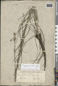Tragopogon podolicus Besser ex DC., Eastern Europe, Lower Volga region (E9) (Russia)