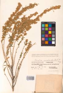 Krascheninnikovia ceratoides (L.) Gueldenst., Eastern Europe, Lower Volga region (E9) (Russia)