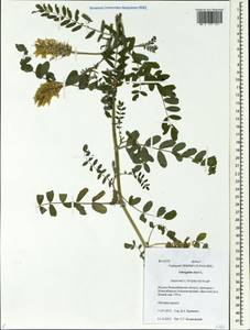 Astragalus cicer L., Siberia, Western Siberia (S1) (Russia)
