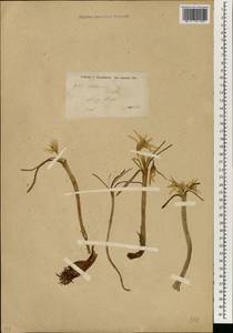 Colchicum, South Asia, South Asia (Asia outside ex-Soviet states and Mongolia) (ASIA) (Syria)