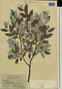 Salix lapponum L., Eastern Europe, Central region (E4) (Russia)