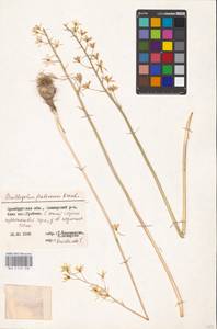 Ornithogalum fischerianum Krasch., Eastern Europe, Eastern region (E10) (Russia)