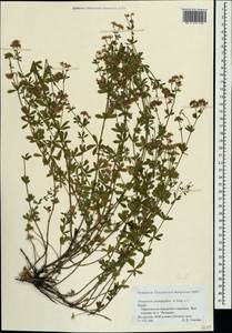 Dorycnium pentaphyllum subsp. herbaceum (Vill.)Rouy, Crimea (KRYM) (Russia)