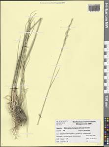 Thinopyrum elongatum (Host) D.R.Dewey, Caucasus, Dagestan (K2) (Russia)