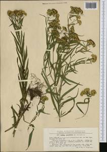 Euthamia graminifolia (L.) Nutt., Western Europe (EUR) (Romania)