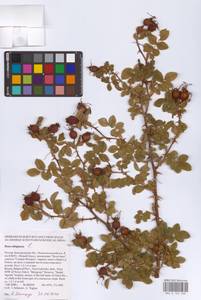 Rosa rubiginosa L., Eastern Europe, Central forest-and-steppe region (E6) (Russia)