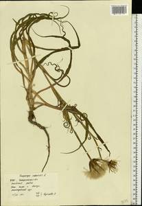 Tragopogon orientalis L., Eastern Europe, West Ukrainian region (E13) (Ukraine)