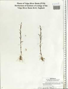 Salicornia perennans Willd., Eastern Europe, Lower Volga region (E9) (Russia)