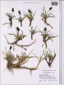 Carex melanantha C.A.Mey., Middle Asia, Northern & Central Tian Shan (M4) (Kyrgyzstan)