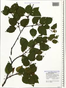 Betula raddeana Trautv., Caucasus, Stavropol Krai, Karachay-Cherkessia & Kabardino-Balkaria (K1b) (Russia)