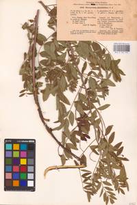 Glycyrrhiza glabra L., Eastern Europe, Lower Volga region (E9) (Russia)