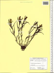 Castilleja pallida var. hyparctica (Rebrist.) J.M.Egger, Siberia, Central Siberia (S3) (Russia)