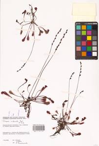 Drosera × obovata Mert. & W.D.J.Koch, Eastern Europe, Northern region (E1) (Russia)