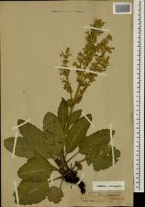 Salvia staminea Montbret & Aucher ex Benth., Caucasus, Armenia (K5) (Armenia)