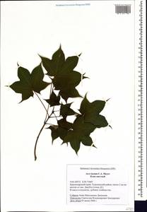 Acer cappadocicum subsp. cappadocicum, Caucasus, Black Sea Shore (from Novorossiysk to Adler) (K3) (Russia)