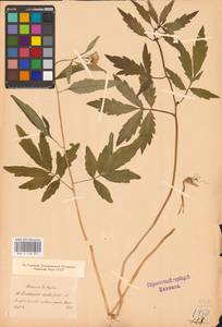 Cardamine bulbifera (L.) Crantz, Eastern Europe, North-Western region (E2) (Russia)