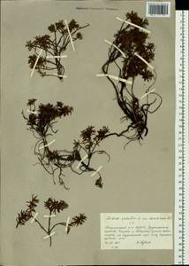 Rhododendron tomentosum (Stokes) Harmaja, Siberia, Yakutia (S5) (Russia)