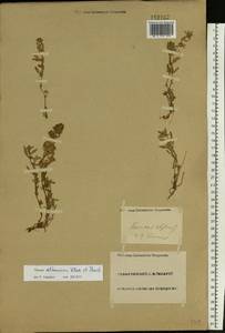 Thymus kirgisorum Dubj., Eastern Europe, Lower Volga region (E9) (Russia)