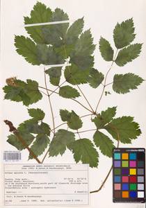 Actaea spicata L., Eastern Europe (no precise locality) (E0)