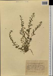 Blitum virgatum subsp. virgatum, Siberia, Altai & Sayany Mountains (S2) (Russia)