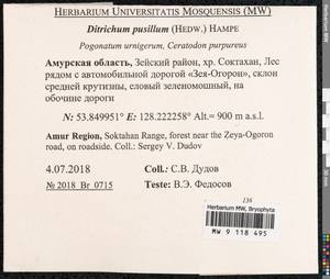 Ditrichum pusillum (Hedw.) Hampe, Bryophytes, Bryophytes - Russian Far East (excl. Chukotka & Kamchatka) (B20) (Russia)