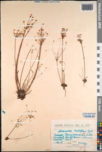 Androsace lactiflora Fisch. ex Willd., Siberia, Baikal & Transbaikal region (S4) (Russia)