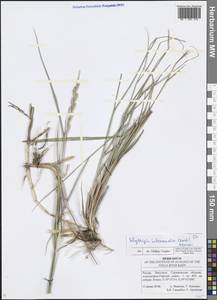 Thinopyrum intermedium (Host) Barkworth & D.R.Dewey, Eastern Europe, Lower Volga region (E9) (Russia)