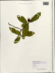 Mespilus germanica L., Caucasus, Black Sea Shore (from Novorossiysk to Adler) (K3) (Russia)