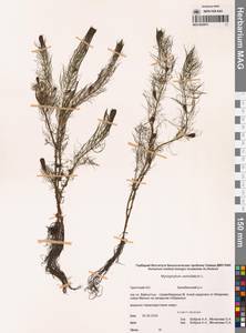 Myriophyllum verticillatum L., Siberia, Chukotka & Kamchatka (S7) (Russia)