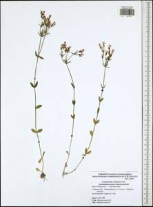 Centaurium erythraea, Eastern Europe, Central region (E4) (Russia)